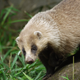 Illustration for article titled Monday Mustelid - Meles anakuma Edition